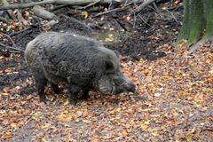 Killikus&reg; Fotographie